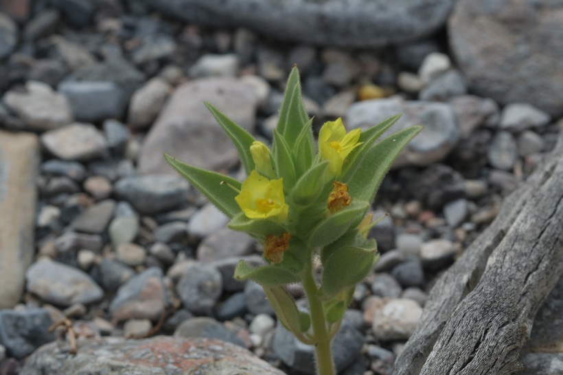 Image of <i>Mohavea breviflora</i>