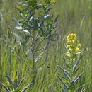 Sivun Euphorbia lucida Waldst. & Kit. kuva