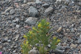 Image of <i>Mohavea breviflora</i>