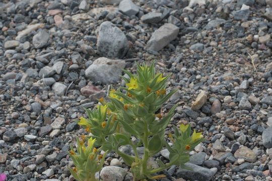 Image of <i>Mohavea breviflora</i>