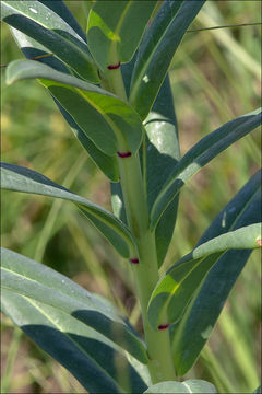 Sivun Euphorbia lucida Waldst. & Kit. kuva