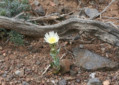 Image de Malacothrix coulteri Harv. & Gray ex A. Gray