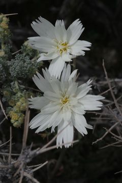 7.calphotos 0000 0000 0316 2733.580x360