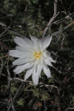 7.calphotos 0000 0000 0316 2739.580x360