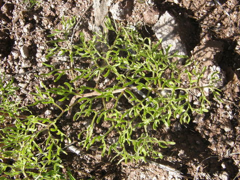 Image of desert Indianbush