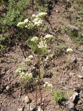 Image of desert Indianbush