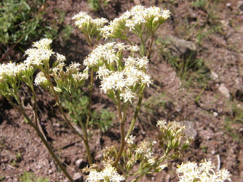 Image of desert Indianbush