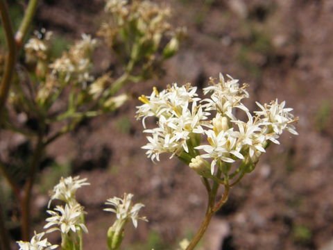 Image of desert Indianbush