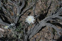 Image of New Mexico plumeseed