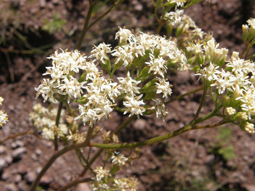 Image of desert Indianbush