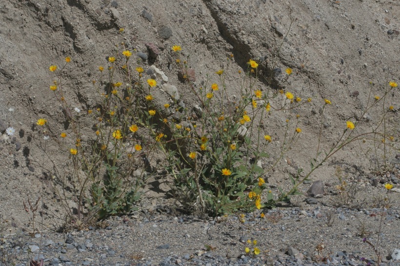 Geraea canescens Torr. & A. Gray的圖片