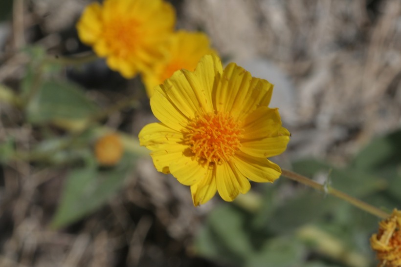 Geraea canescens Torr. & A. Gray的圖片