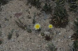 Image of smooth desertdandelion