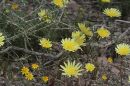 Image of smooth desertdandelion