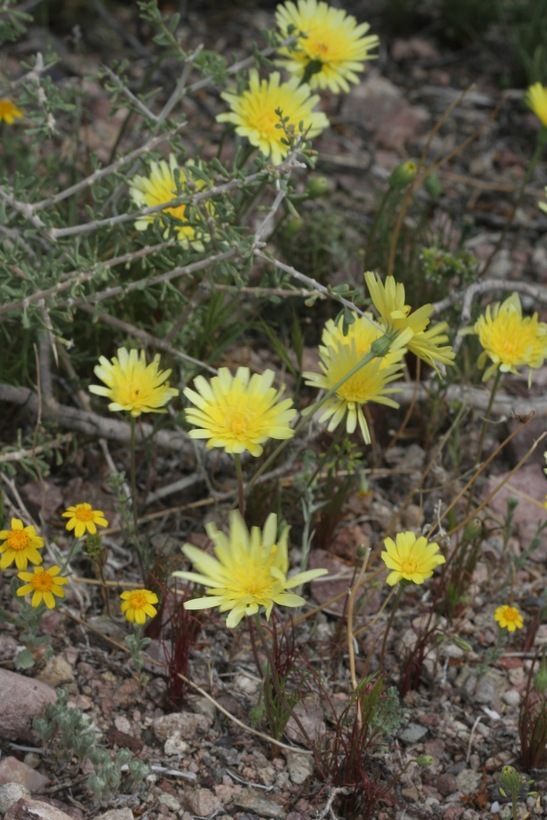 Image of smooth desertdandelion