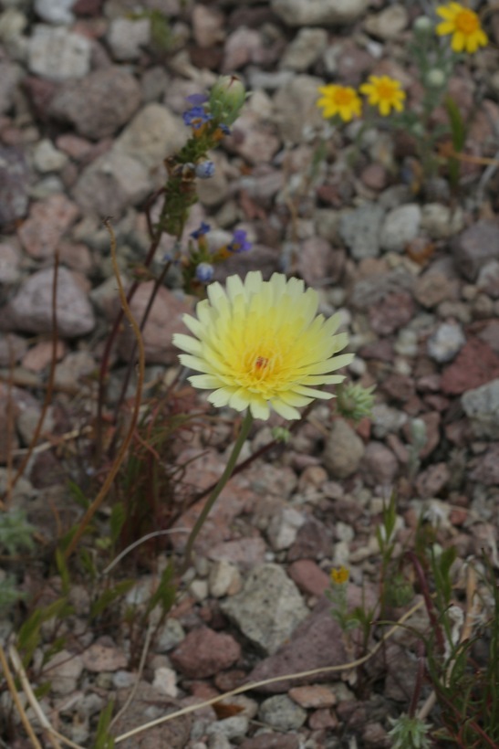 Image of smooth desertdandelion