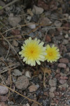 Image of smooth desertdandelion