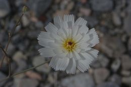 Image of parachute plant