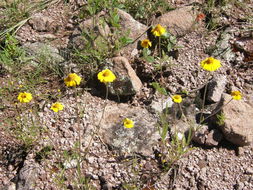 Sivun Tridax yecorana B. L. Turner kuva