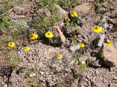 Image de Tridax yecorana B. L. Turner