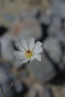 Image of parachute plant