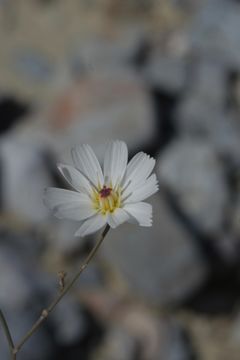 Image de Atrichoseris platyphylla (A. Gray) A. Gray