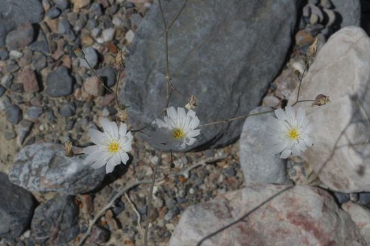 Image of parachute plant