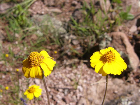 Image of Tridax yecorana B. L. Turner