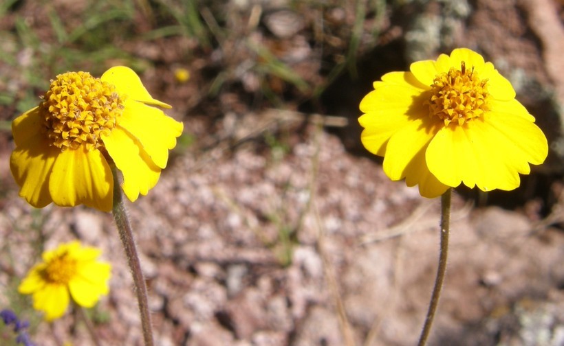 Image de Tridax yecorana B. L. Turner