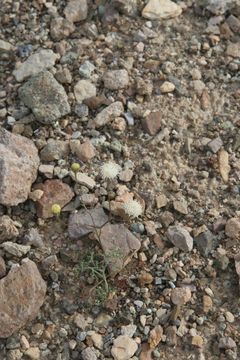 Image of pebble pincushion