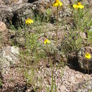 Image of Tridax yecorana B. L. Turner