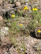 Image of Tridax yecorana B. L. Turner