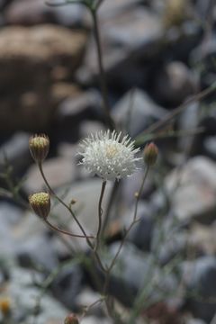 Image of pebble pincushion