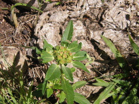 Слика од Euphorbia dentata Michx.