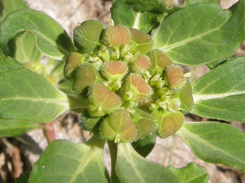 Слика од Euphorbia dentata Michx.