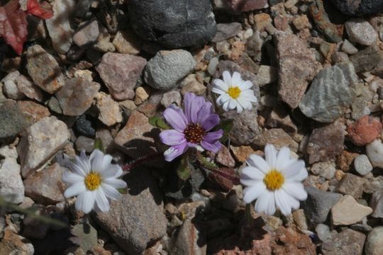 Image of daisy desertstar