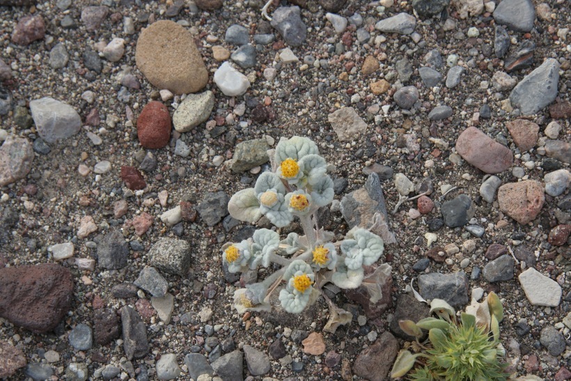 Plancia ëd Psathyrotes ramosissima (Torr.) A. Gray