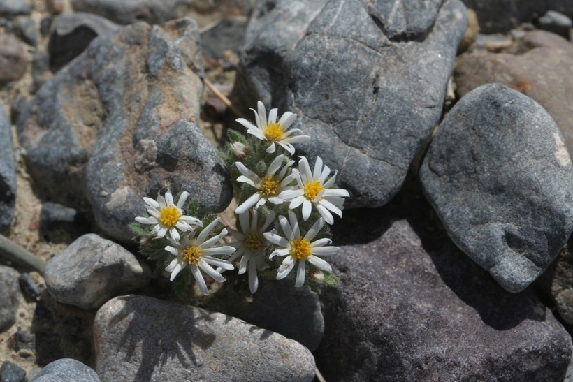 Imagem de Monoptilon bellioides (A. Gray) H. M. Hall