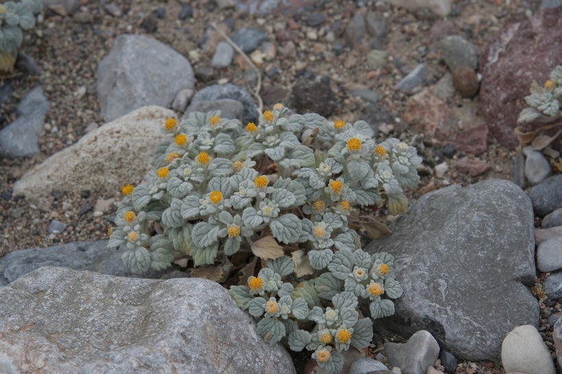 Plancia ëd Psathyrotes ramosissima (Torr.) A. Gray