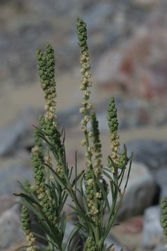 Image of lineleaf whitepuff