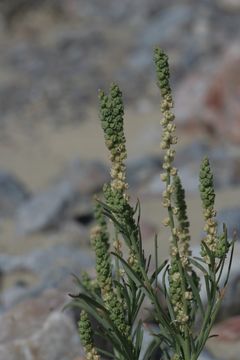 Image of lineleaf whitepuff