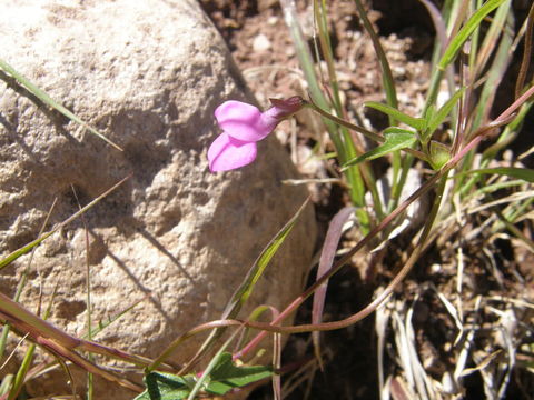 Image of slimleaf bean