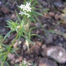 Image of mountain saucerflower