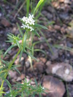 Plancia ëd Crusea diversifolia (Kunth) W. R. Anderson