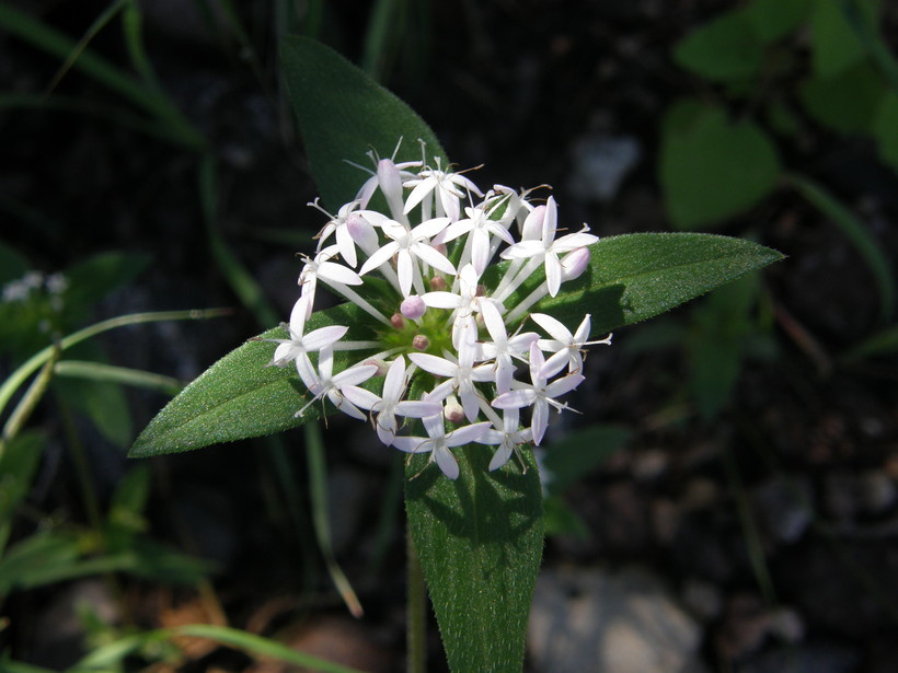 Image of Crusea longiflora (Roem. & Schult.) W. R. Anderson