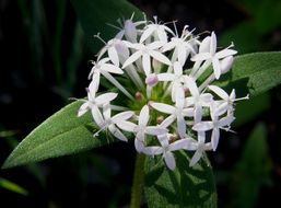 Plancia ëd Crusea longiflora (Roem. & Schult.) W. R. Anderson