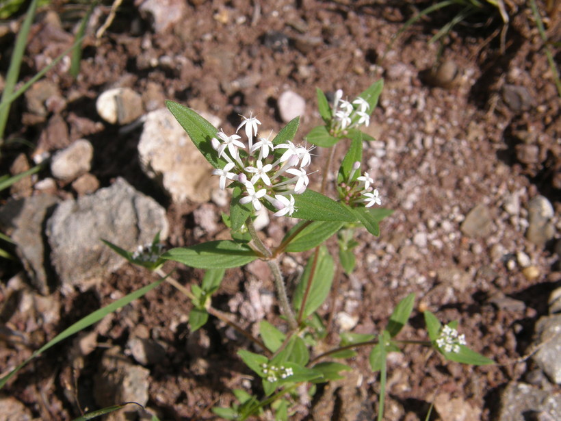 Image of Crusea longiflora (Roem. & Schult.) W. R. Anderson