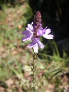 Image de Verbena pinetorum Moldenke