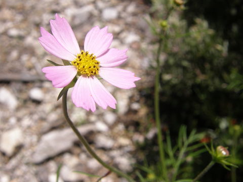 صورة Cosmos parviflorus (Jacq.) Pers.