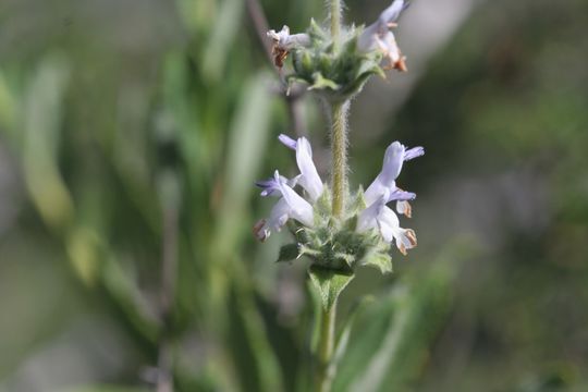 Image of black sage